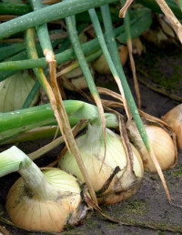 Насіння цибулі Балстар F1/Balstar F1, 1 кг насіння (зимовий) Seminis, фото 1