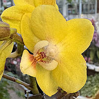 Орхидея Мини (различные цвета и размеры) Желтый