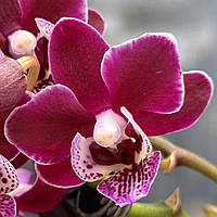 Орхидея Мини Бордовый