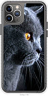 Чехол чехол bumper Endorphone iPhone 11 Pro Красивый кот (3038pc-1788-26985) z112-2024
