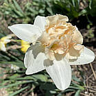 Нарцис сортовий спліт корона Walz (Вальц), цибулина., фото 9