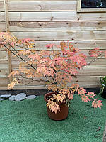 Японський клен Rovinsky Garden Acer Palmatum Aconitifilium 80-100 см (об'єм горщика 8 л) DH, код: 2633354