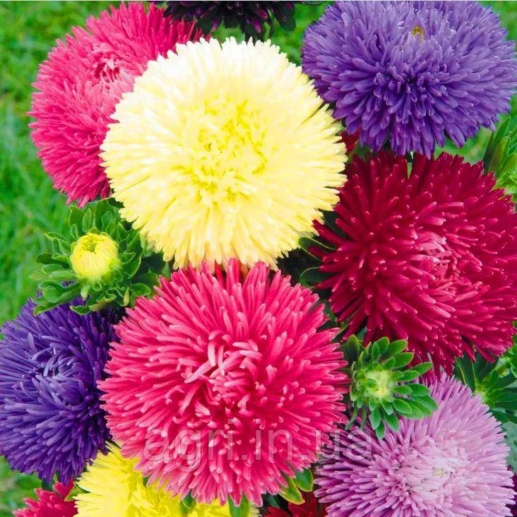 Айстра голчаста Гала суміш. 20 шт