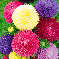 Айстра голчаста Гала суміш. 20 шт