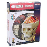 Пазл 4D Master Объемная анатомическая модель Черепно-мозговая коробка челов (FM-626005) sl