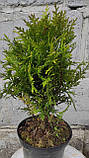 Туя західна Даніка С2 (Thuja occidentalis Danica), фото 5