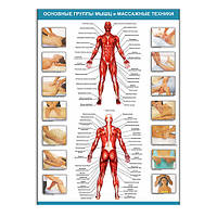 Плакат Vivay Основні групи м'язів і масажні техніки А3 (8111)