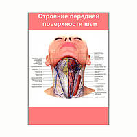 Плакат Vivay Будова передньої поверхні шиї А3 (8144)