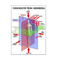 Плакат Площини тіла людини А3