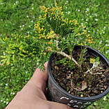 Ялівець лускатий Голд Карпет  10-12 см Р9 (Juniperus squamata Blue Carpet), фото 3