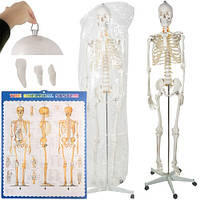 Анатомический скелет человека 1:1 170-180см Malatec 22583