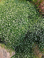Моховинка шилоподібна (Ірландський мох) вічнозелена грунтопокрівна рослина саджанець.