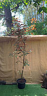 Клен фальш-пластовий Rovinsky Garden Acer Eskimo Sunset Sycamore Maple, 4 -5 м, об'єм горщика ET, код: 6531938