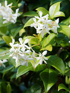 Студенттік жапондық порно онлайн көру Сантехникті алдаған әйелдің порносы