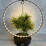 Кімнатна рослина Тіландсія на підставці з LED підсвіткою у 2 кольорах, фото 3