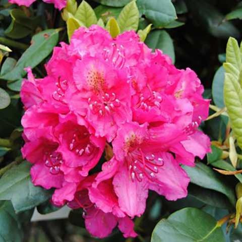 Саджанці рододендрону сорт "American Beauty" 1 річні, конт. P9