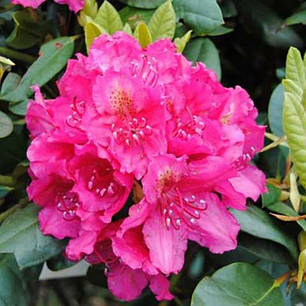 Саджанці рододендрону сорт "American Beauty" 1 річні, конт. P9, фото 1