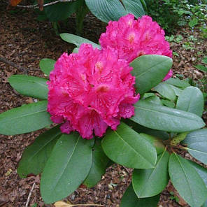 Саджанці рододендрону сорт "American Beauty" 1 річні, конт. P9, фото 3