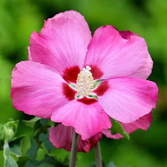 Гібіскус сирійський "Woodbridge" 3 річний, напівупакований