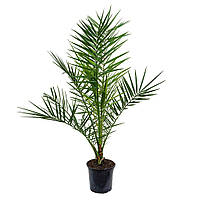 Финиковая Канарская Пальма Florinda Phoenix Canariensis, высота 60-80см, объём горшка 1,5л (R PR, код: 7789261