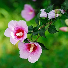 Гібіскус Майке" (Maike) 3 річний, напівупакований