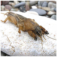 Ведмедка на городі: ознаки появи та способи захисту культур