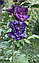 Вкорінений живець French Cabaret Purple 1 шт., фото 5