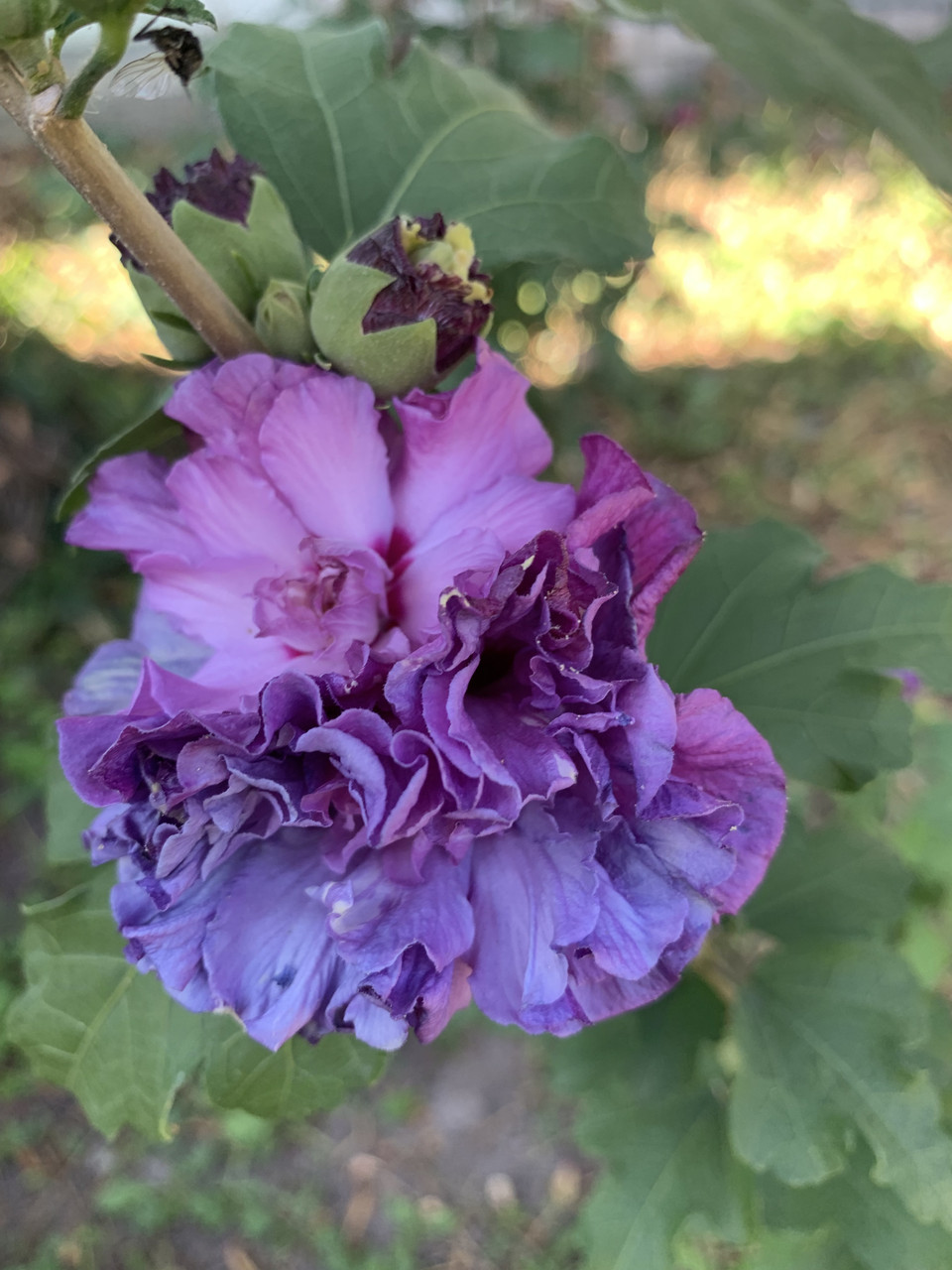 Вкорінений живець French Cabaret Purple 1 шт.