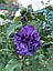 Вкорінений живець French Cabaret Purple 1 шт., фото 4