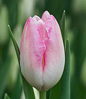Тюльпан бело-розовый First Class (Фирст Класс), срез опт