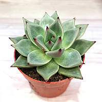 Ехеверия Echeveria agavoides aquamarine Суккулент Комнатное растение