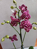 Орхідея квітуча сортова " Дикий Кіт"