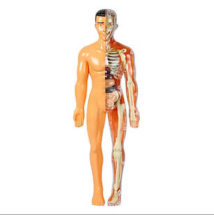 Скелет людини та органи Анатомічна модель human body навчальна модель анатомії людини для школи 28 см