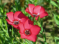 Семена цветов Насіння Країни Лен красный 1 г IN, код: 7774609