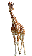 Наклейка для ростовой фигуры "Сафари. Жираф реальный стоит" 120х46см (без обреза по контуру)