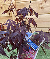 Японський клен Rovinsky Garden (Japanese maple) Atropurpureum 70-90 см (об'єм горщика 3 л) RG00 UL, код: 2633384