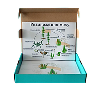 Модель-аплікація "Розмноження моху"