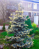 Ялина Білобок (Picea pungens Bialobok) (висота 140-160 см.) (контейнер 45 л.)