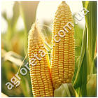 Кукурудза Бондюель F1 20 г Gl Seeds, фото 3