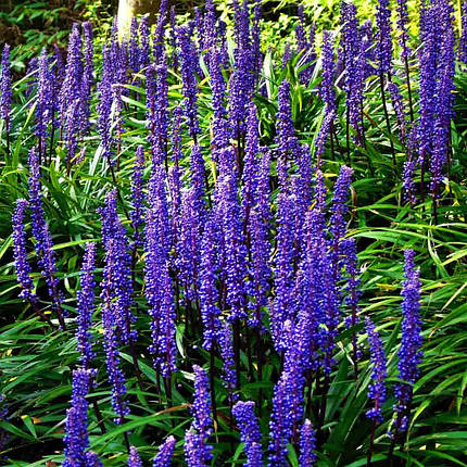 Ліріопе мускарі Пурпл Пешн / Liriope muscari Purple Passion, фото 2