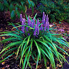 Ліріопе мускарі Пурпл Пешн / Liriope muscari Purple Passion