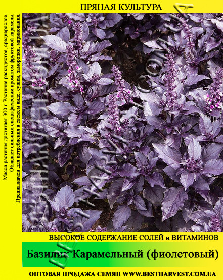 Семена базилика фиолетовый "Карамельный" 0,2 кг - фото 1 - id-p399294348