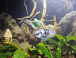 Акваріумні рибки сапфіровий попугай папуга цихлазома цихліда чорнополоса самовивіз Кам'янське, фото 6