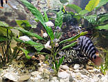 Акваріумні рибки сапфіровий попугай папуга цихлазома цихліда чорнополоса самовивіз Кам'янське, фото 5