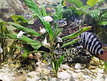 Акваріумні рибки сапфіровий попугай папуга цихлазома цихліда чорнополоса самовивіз Кам'янське, фото 7