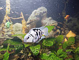 Акваріумні рибки сапфіровий попугай папуга цихлазома цихліда чорнополоса самовивіз Кам'янське, фото 8
