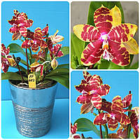 Уценка Орхидея саженец pf-6183, горшок 1.7" без цветов