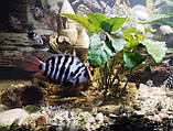 Акваріумні рибки сапфіровий попугай папуга цихлазома цихліда чорнополоса самовивіз Кам'янське, фото 10