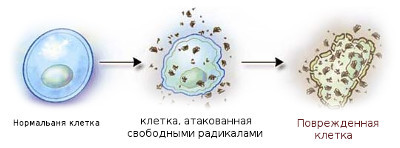 Свободные радикалы