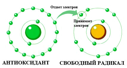 Как защититься от свободных радикалов?